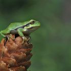 Der Wetterfrosch gibt ein schönes und sonniges Wochenende bekannt.