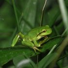 Der Wetterfrosch wünscht...