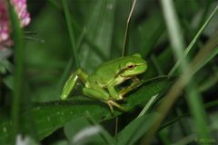 Der Wetterfrosch wünscht...