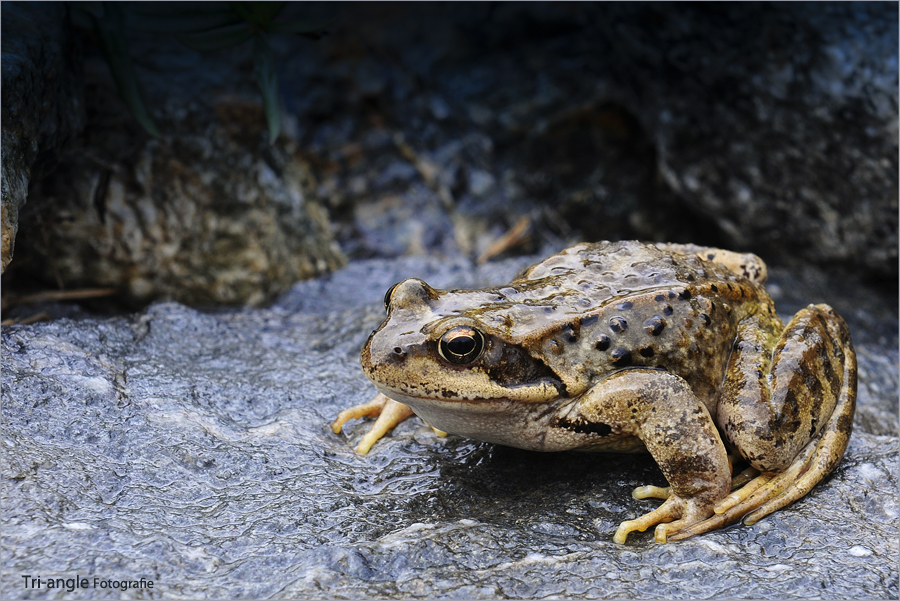 Der Wetter(gras)frosch