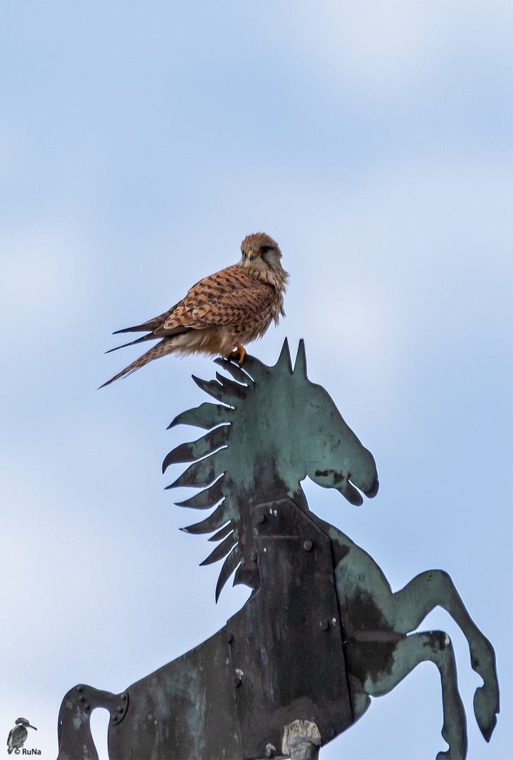 Der Wetterpferd-Falke