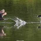 Der Wettlauf der Blesshühner