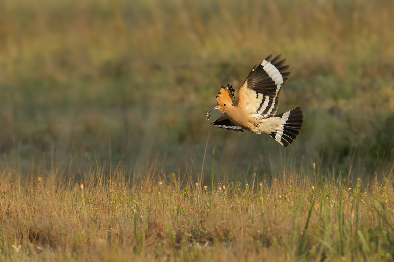 Der Wiedehopf (Upupa epops) mit beute im Flug ...