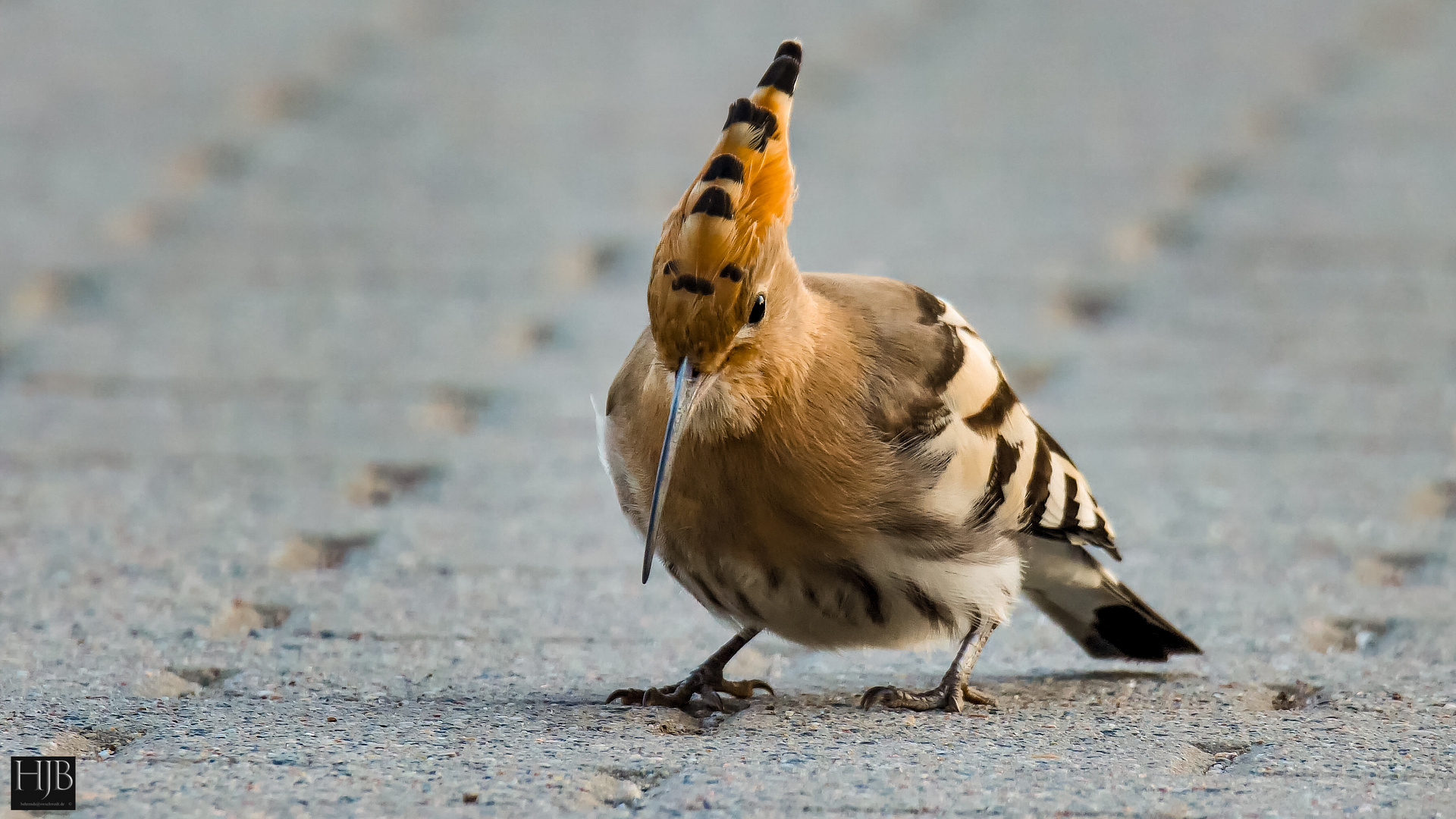 Der Wiedehopf (Uupa epops) - Hoopoe  juv.