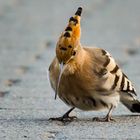 Der Wiedehopf (Uupa epops) - Hoopoe  juv.