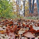 Der Wienerwald aus der Sicht eines Mountainbikers, kurz nach einer sehr großen Wurzel