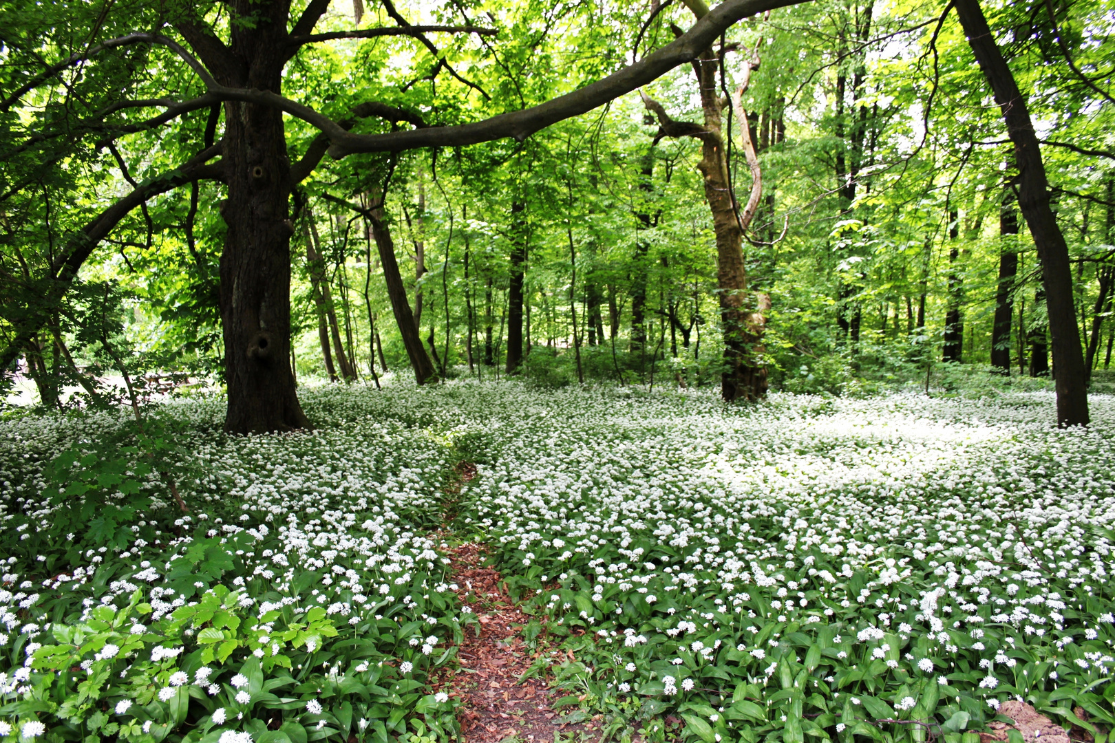 Der Wienerwald im Bärlauchrausch