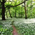 Der Wienerwald im Bärlauchrausch