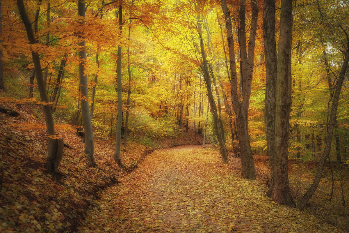 Der Wienerwald im Herbstkleid