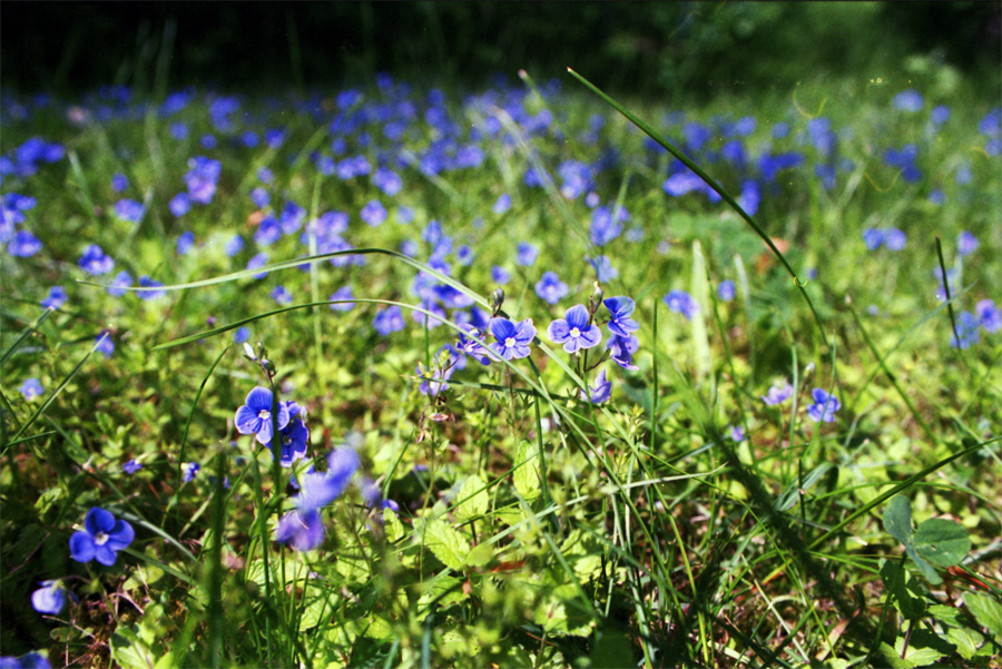 Der Wiese lauschen