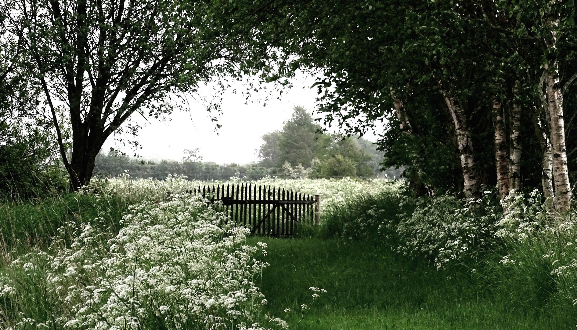 der Wiesen-Bärenklau (Heracleum) in Blüte