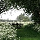 der Wiesen-Bärenklau (Heracleum) in Blüte