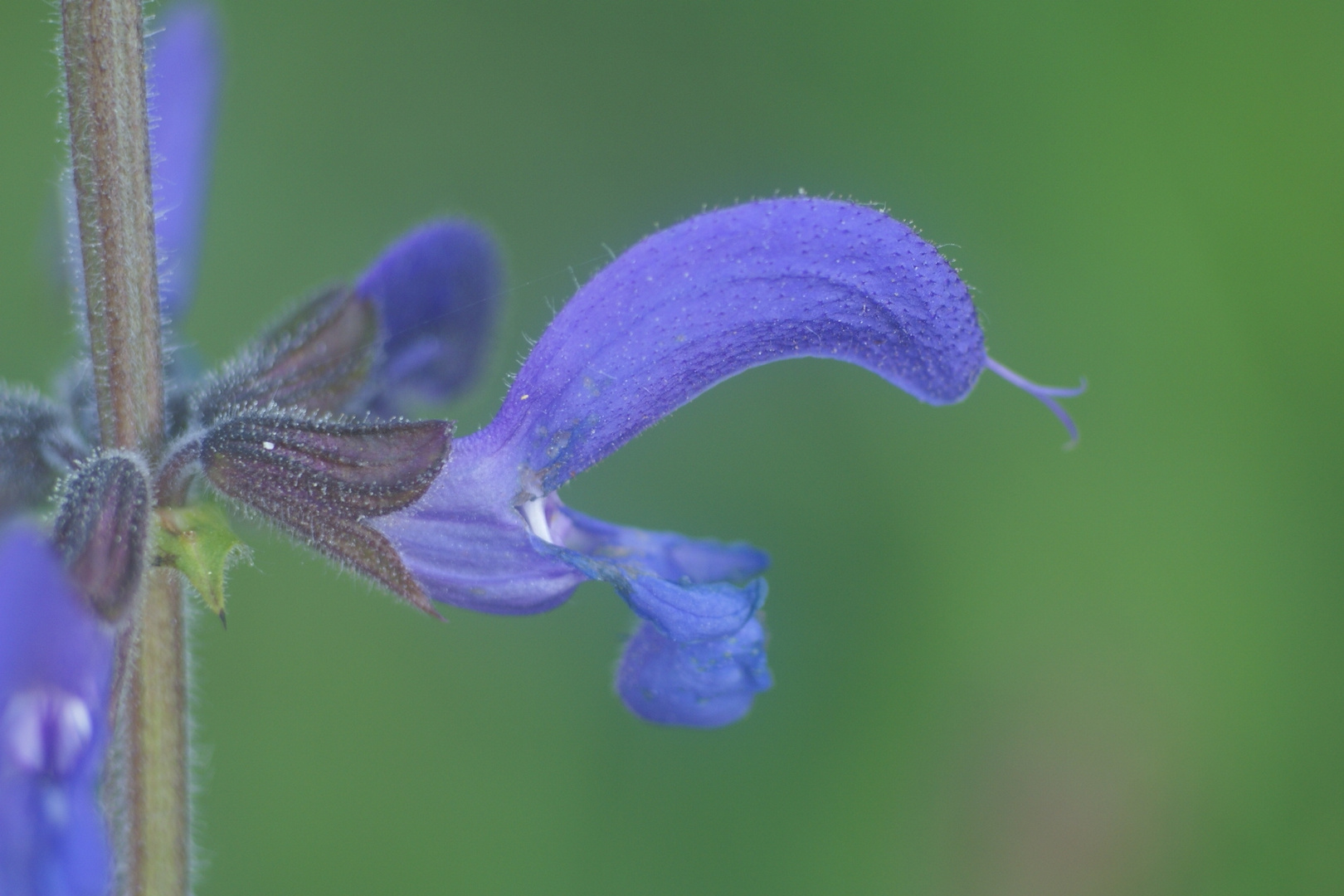 Der Wiesen-Salbei (Salvia pratensis)