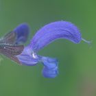 Der Wiesen-Salbei (Salvia pratensis)