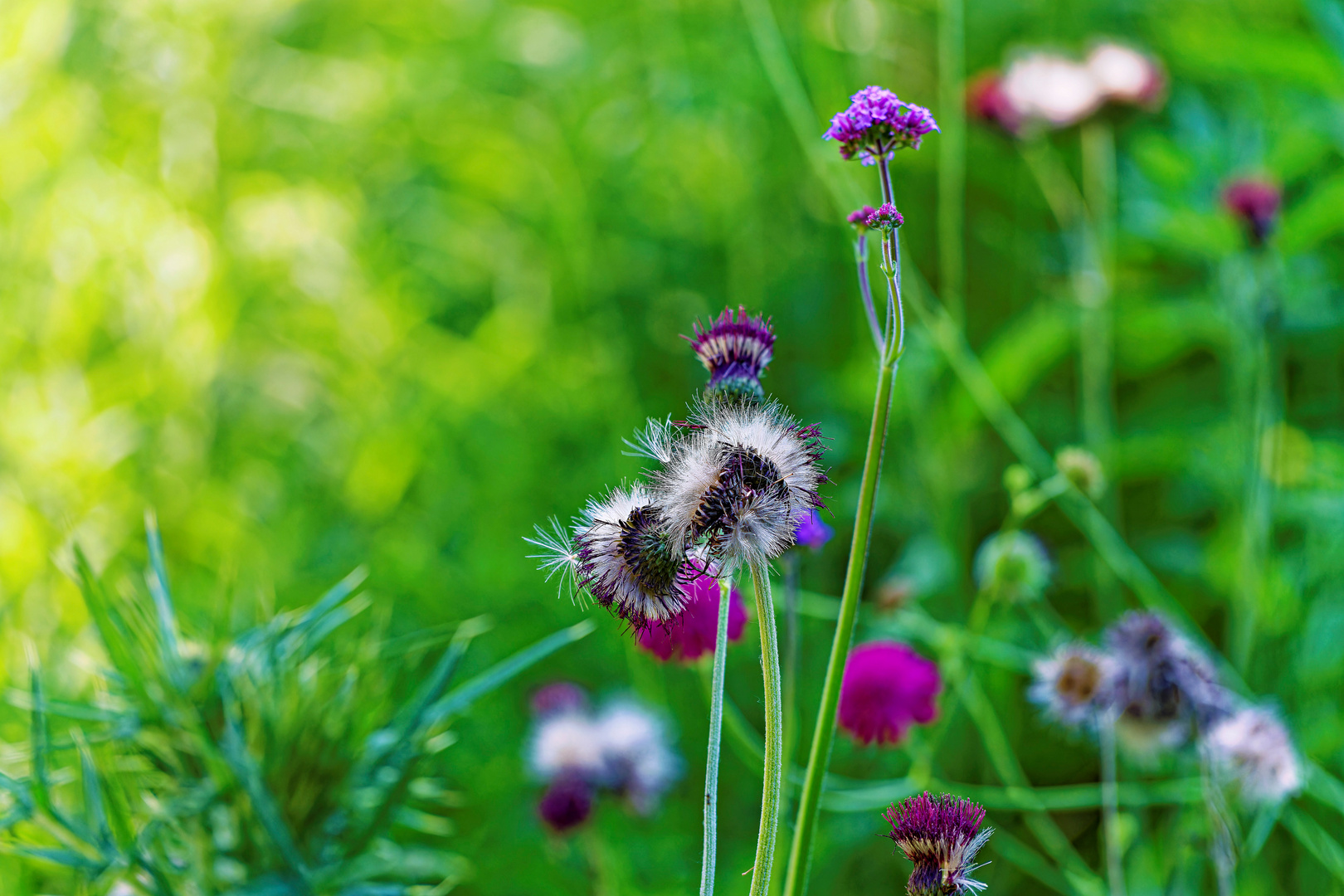 Der Wiesenblick