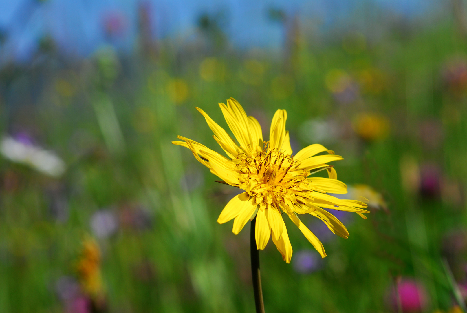 Der Wiesenbocksbart