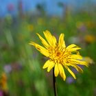 Der Wiesenbocksbart