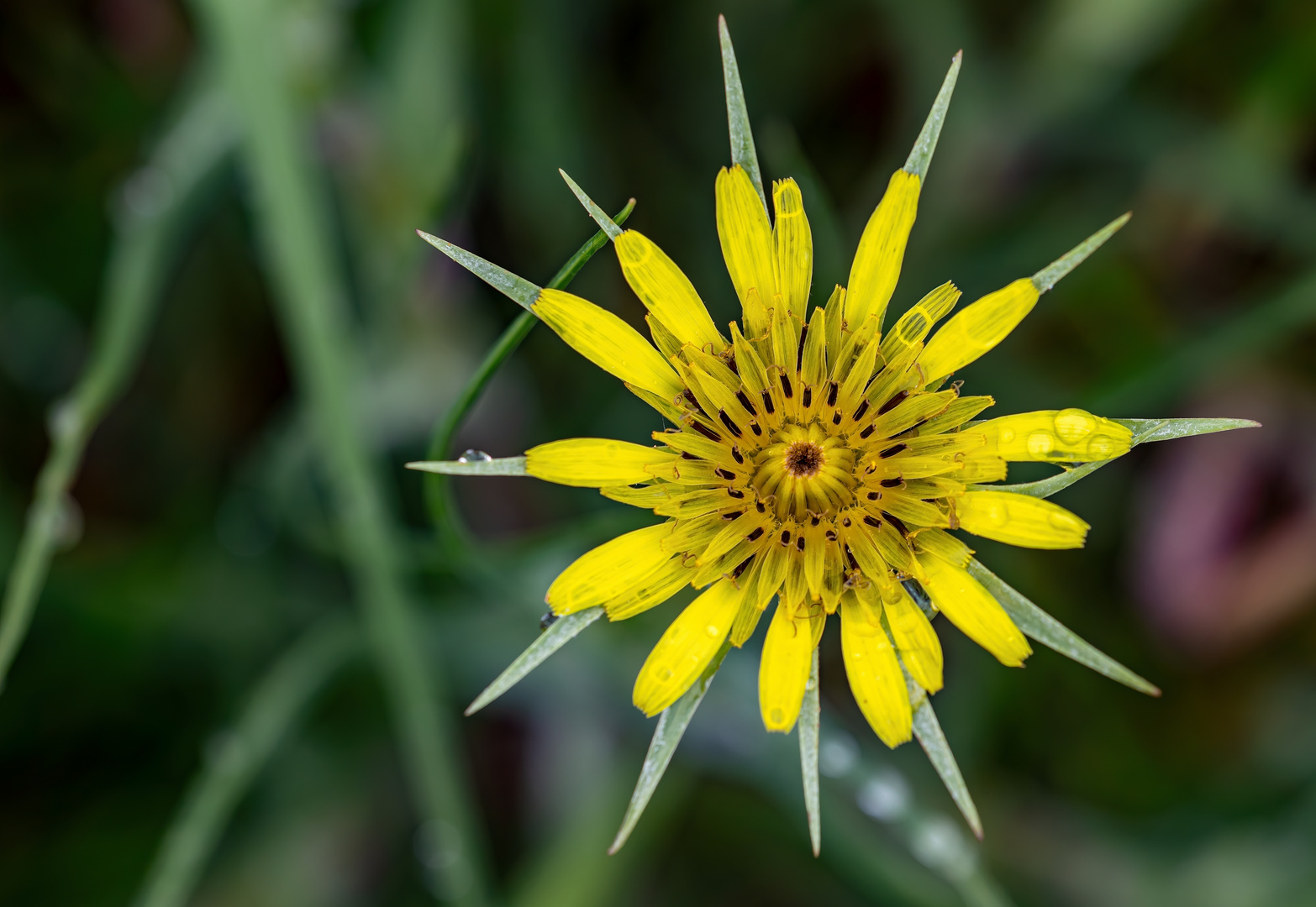 Der Wiesenbocksbart