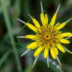 Der Wiesenbocksbart