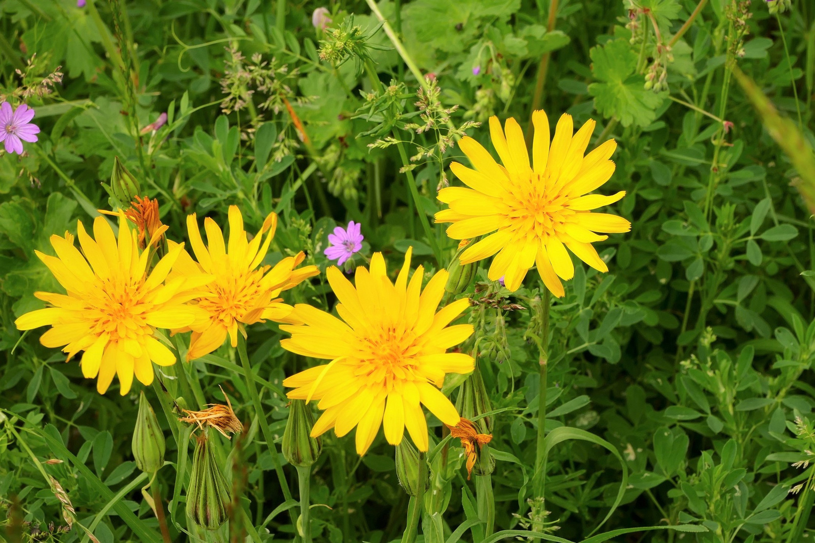 Der Wiesenbocksbart