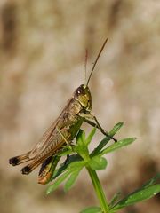 Der Wiesengrashüpfer hat alles