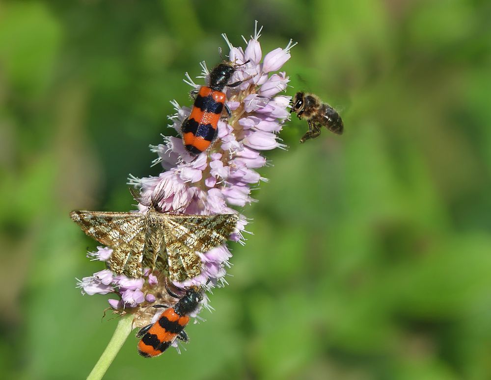 Der Wiesenknöterich