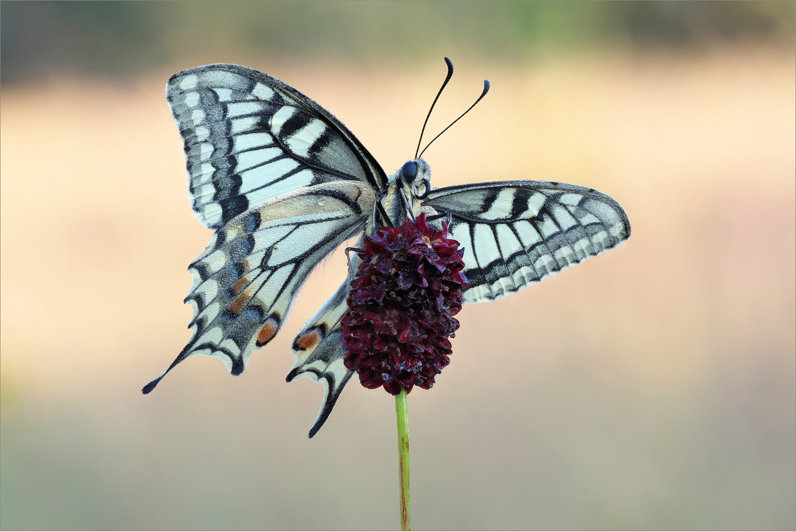 Der Wiesenknopf