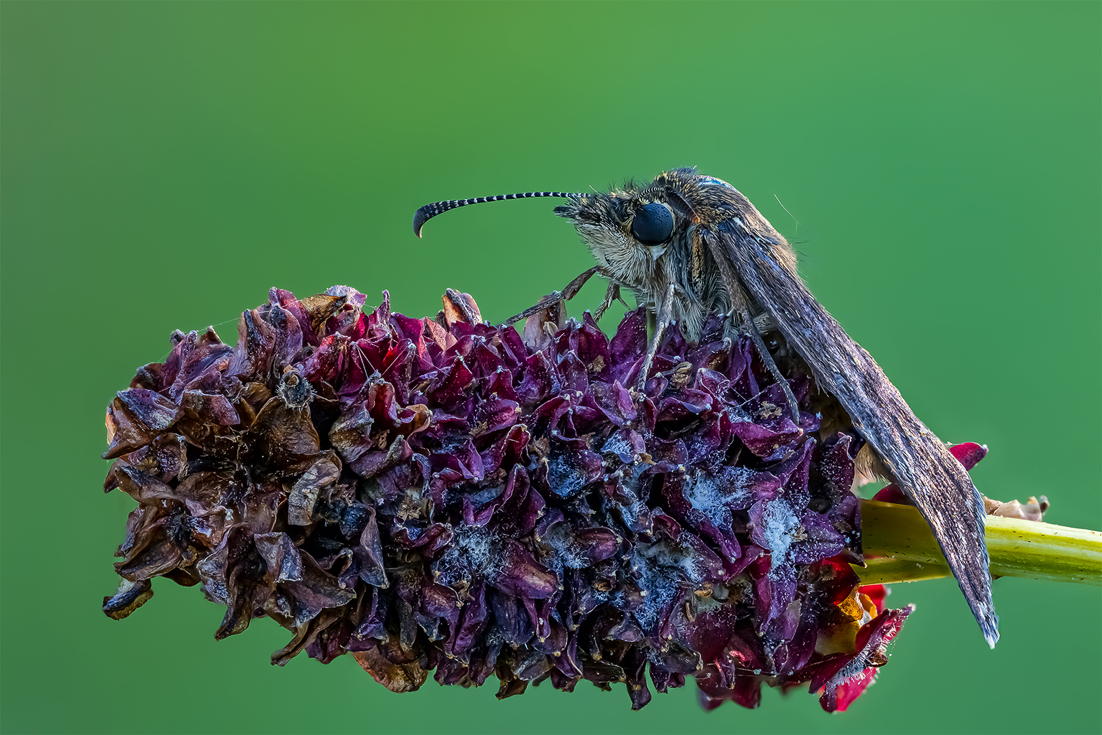 "Der Wiesenknopf-Reiter....."