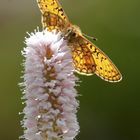 der Wiesenköterich als Hoffnungsbote