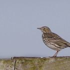 der "Wiesenpieper" (Anthus pratensis)...