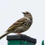 Der Wiesenpieper (Anthus pratensis) saß auf dem . . .