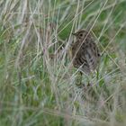 der Wiesenpieper versucht sich zu verstecken