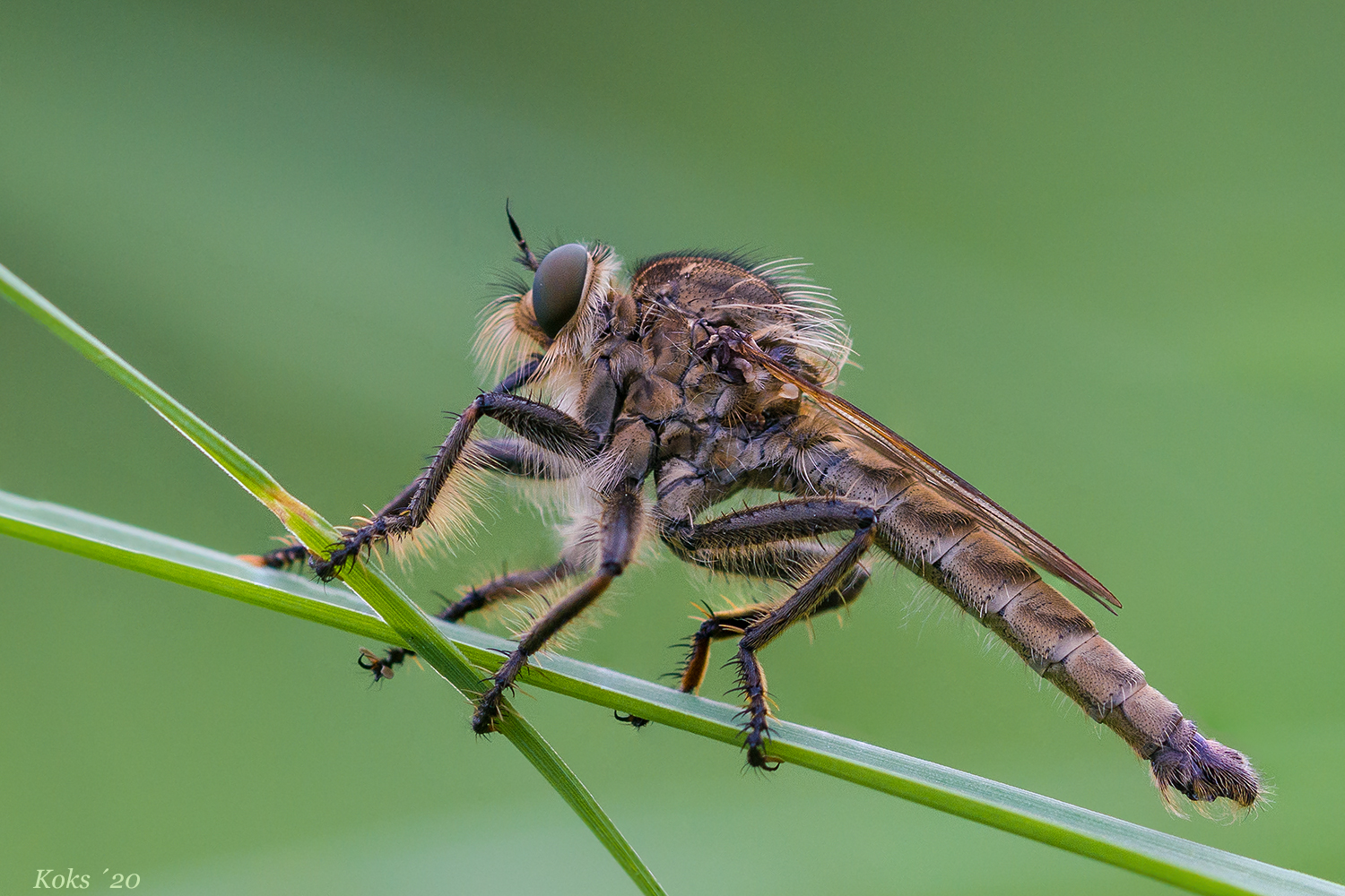 Der Wiesenräuber