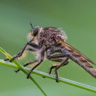 Der Wiesenräuber