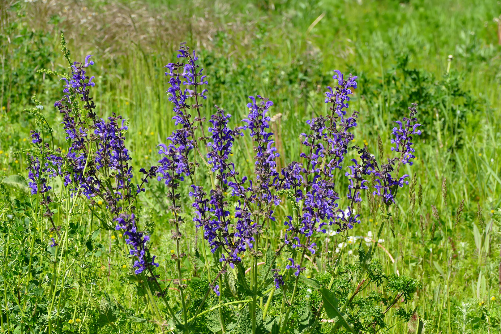 Der Wiesensalbei