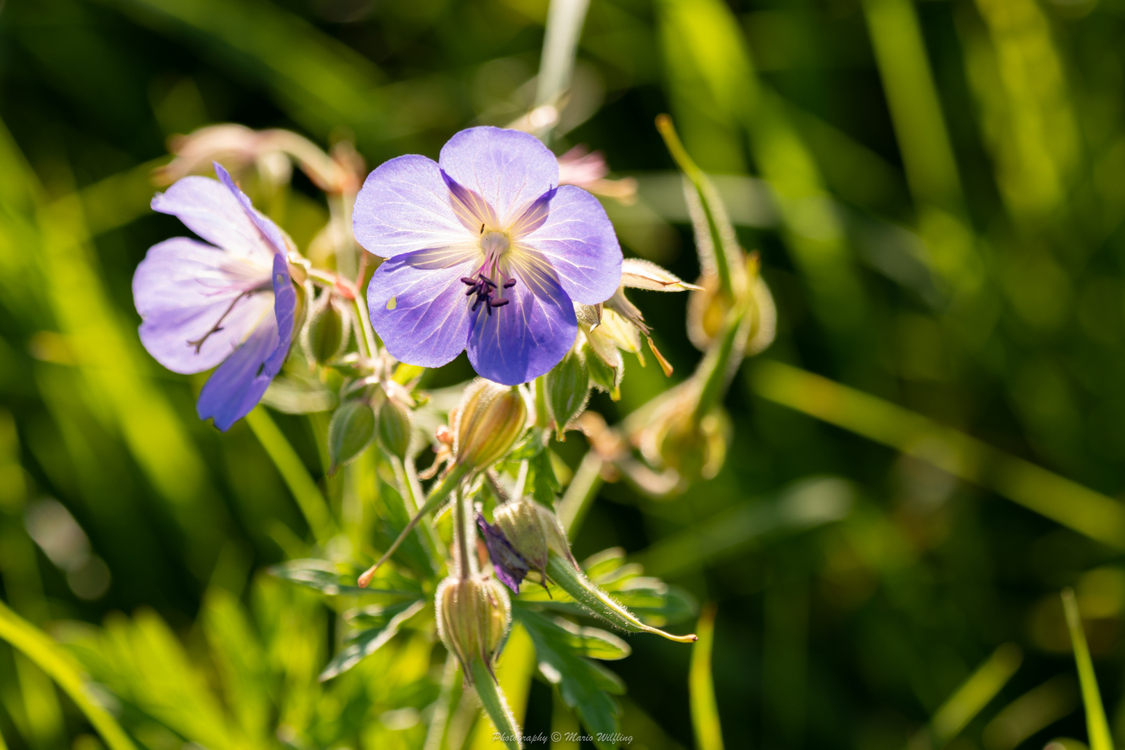 Der Wiesenstorchschnabel :-)