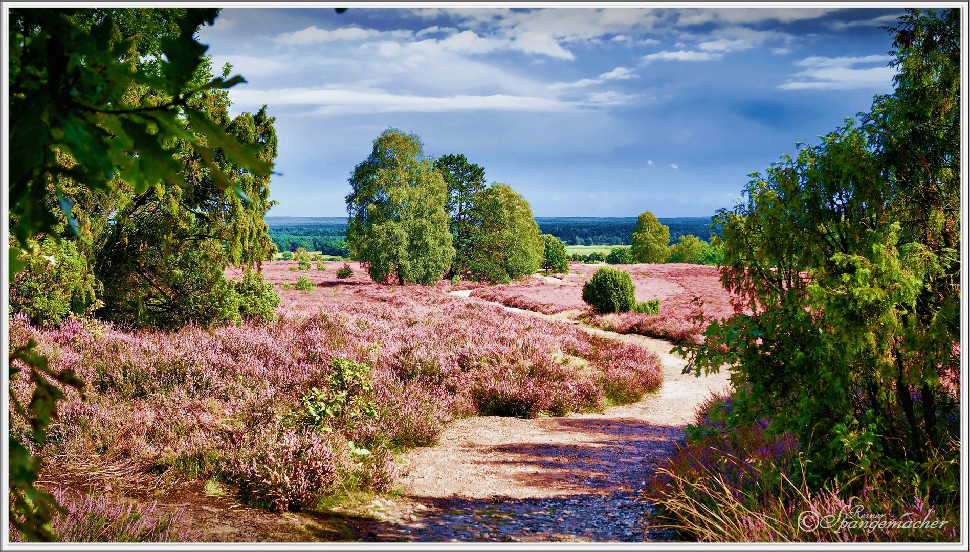 Der Wietzer Berg in der Südheide leuchtet...