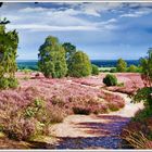 Der Wietzer Berg in der Südheide leuchtet...