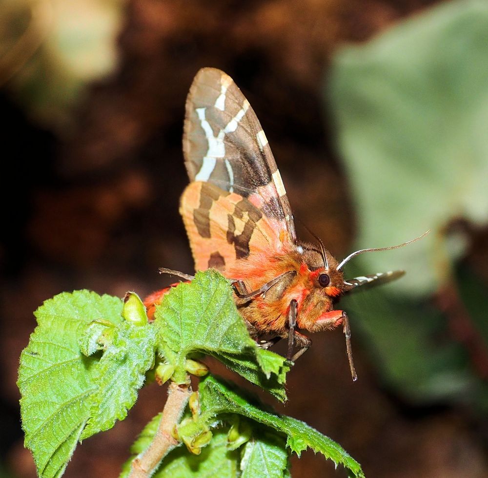 Der wilde braune Bär..... Foto & Bild | zucht schmetterlinge, natur