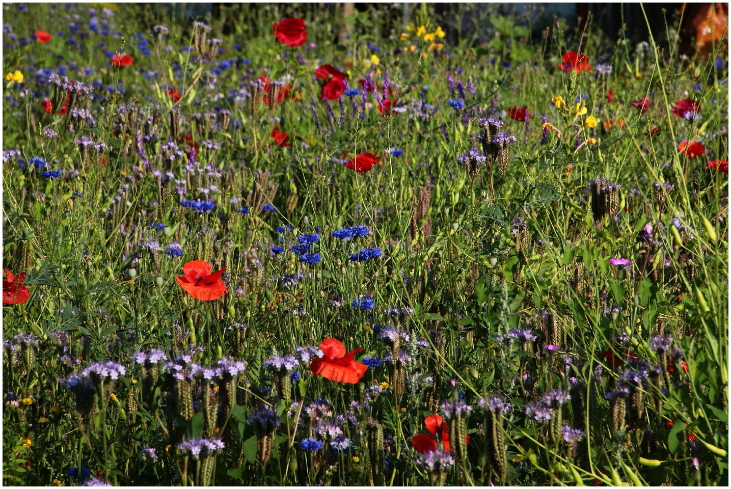 Der wilde Garten (1)