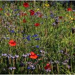 Der wilde Garten (1)