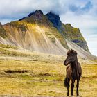 der wilde Hengst vom Vestrahorn