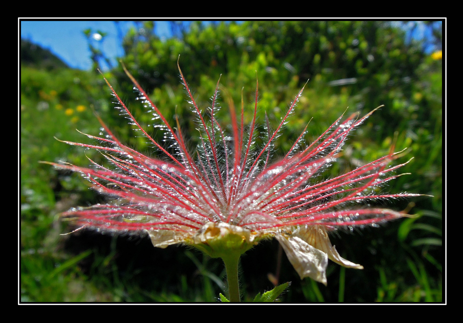 Der Wilde Jäger - Fruchtstand der Alpenanemone