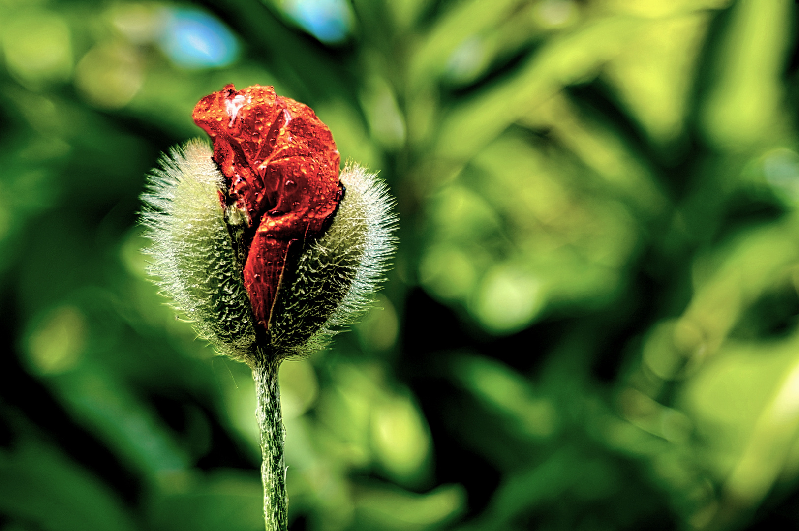 der wilde Mohn