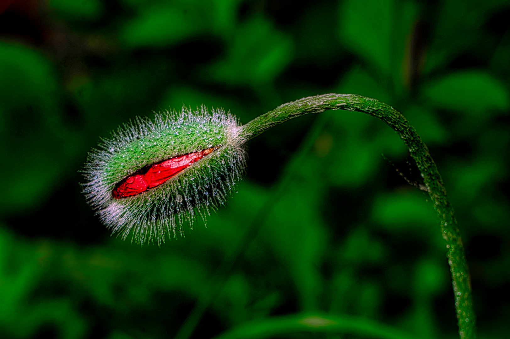 der wilde Mohn