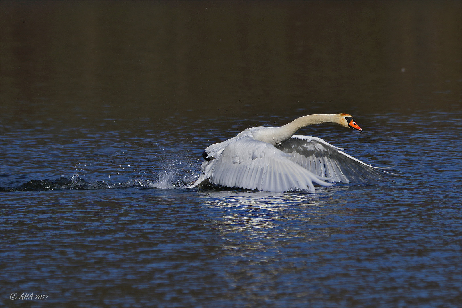 Der wilde Schwan