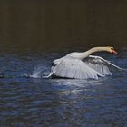 Der wilde Schwan