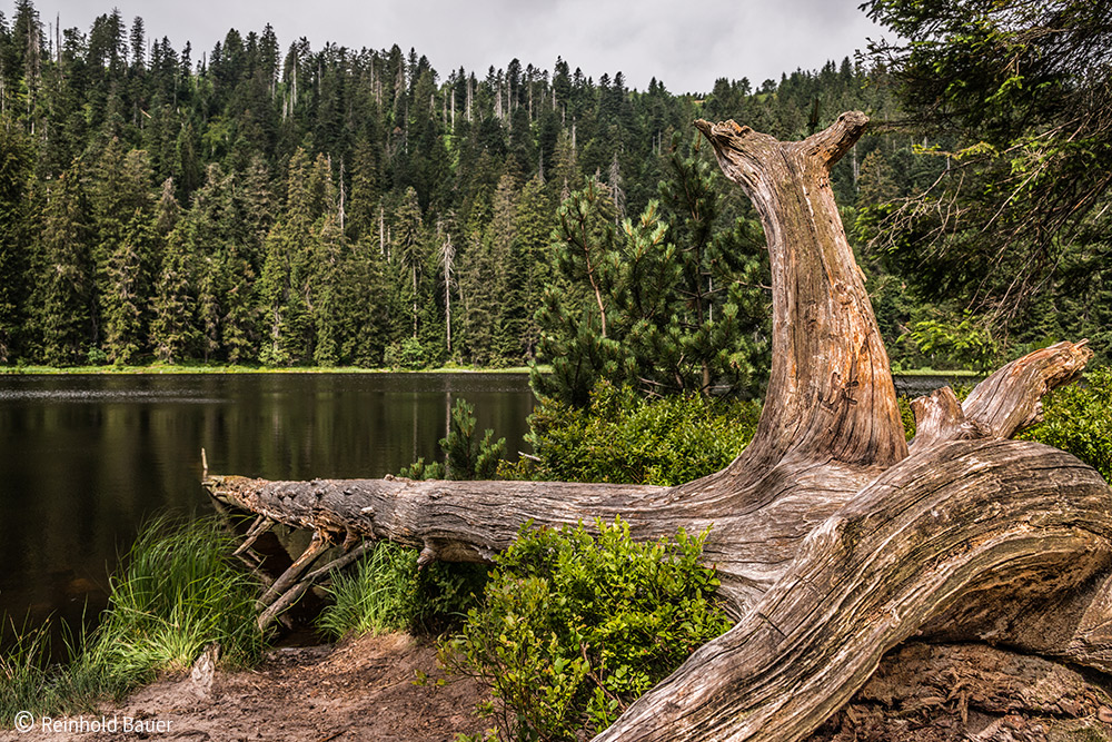 der wilde See