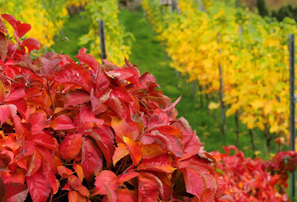 Der Wilde und der Echte Wein