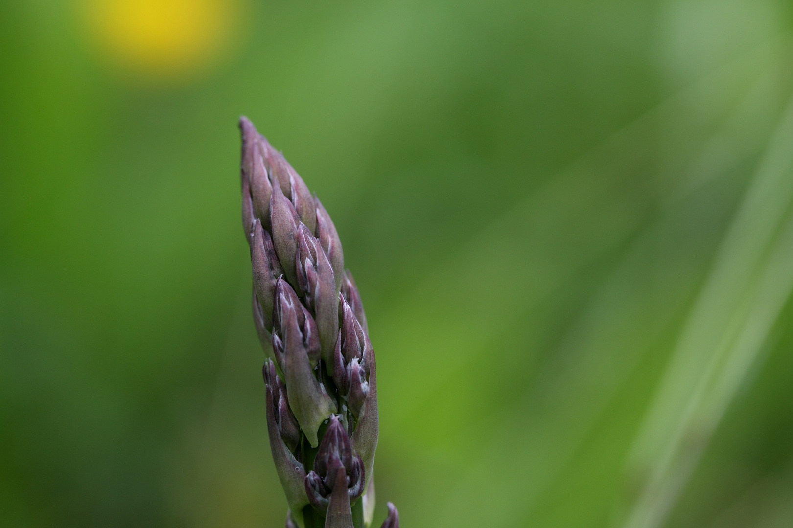 Der Wilde von der Blumenwiese